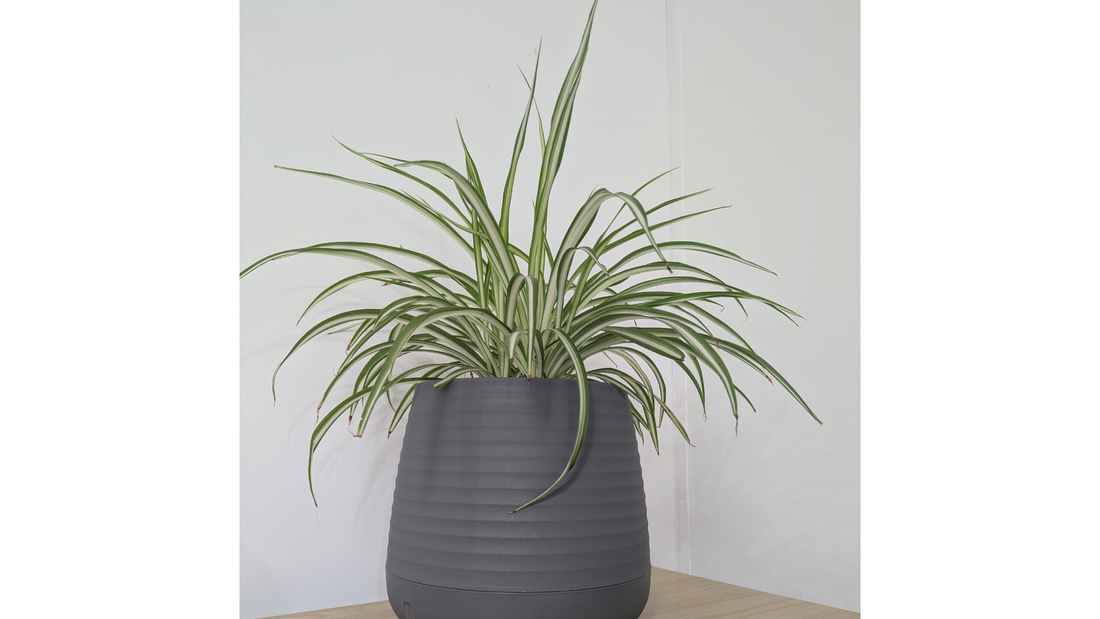 Ribbed Planter with Spider Plant