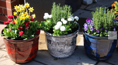 Ardente Planter