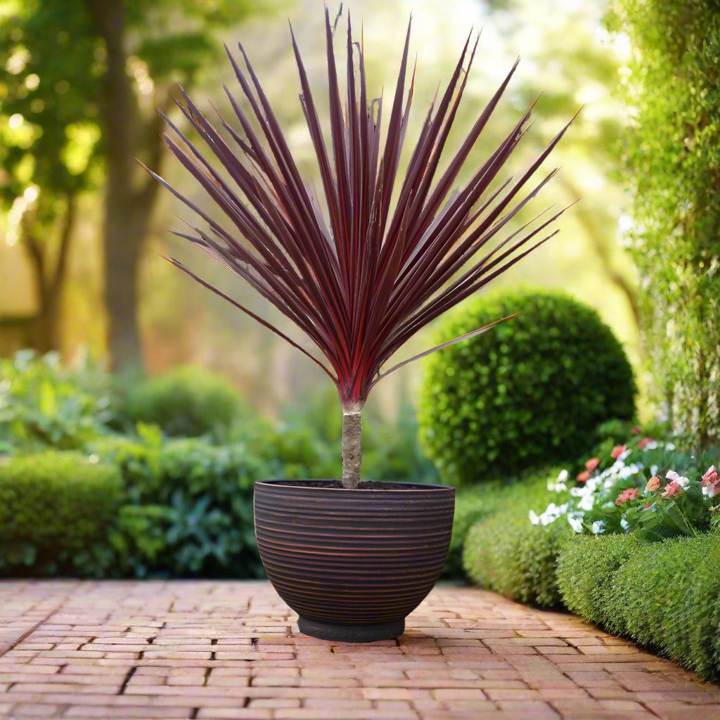 Clifton Bowl with Plant