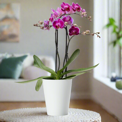 Clivo - Orchid Plant Pot