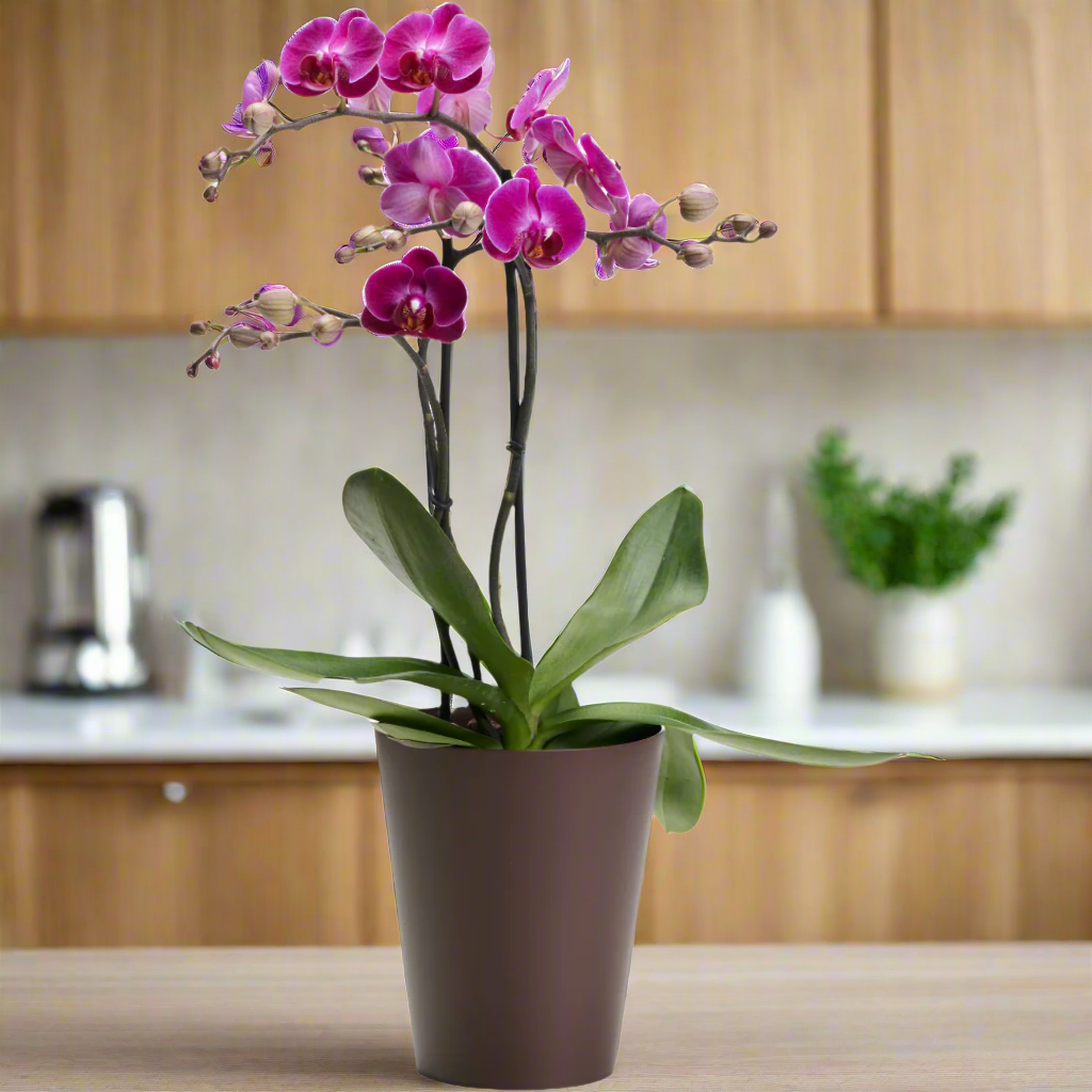 Clivo - Orchid Plant Pot
