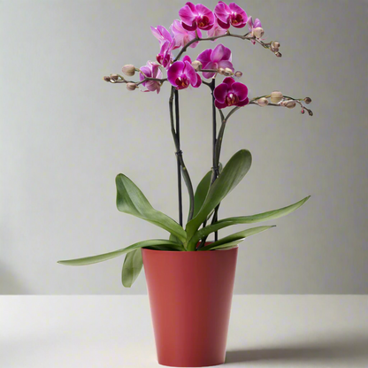 Clivo - Orchid Plant Pot
