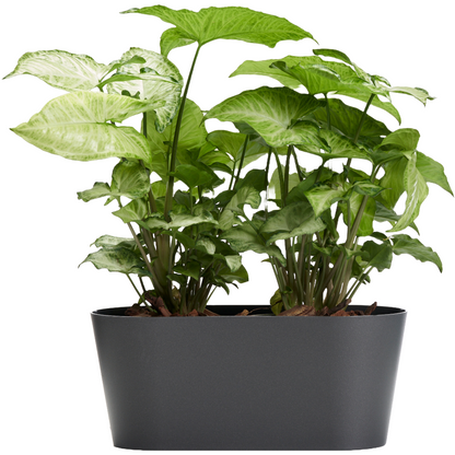 Clivo - Plant Box