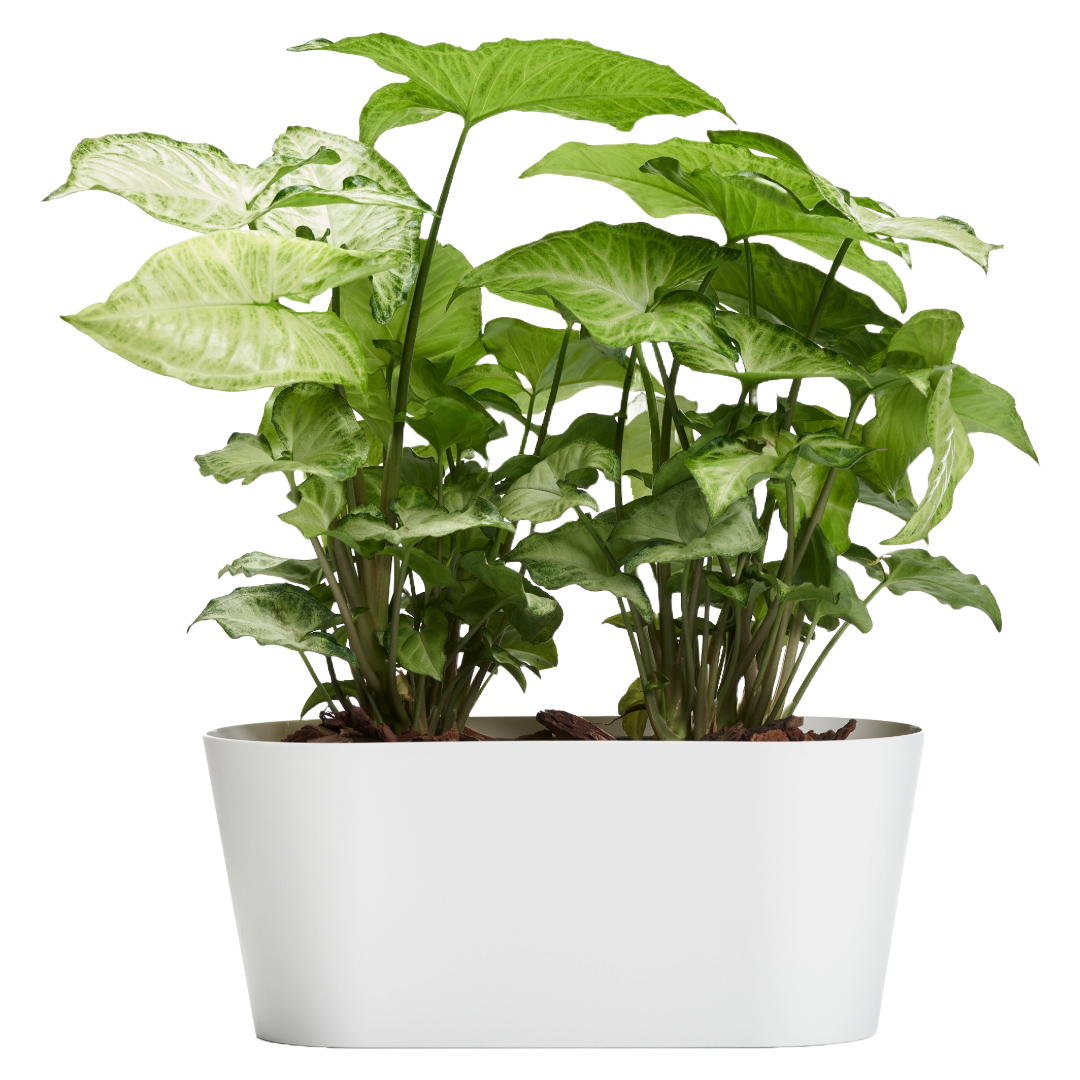 Clivo - Plant Box