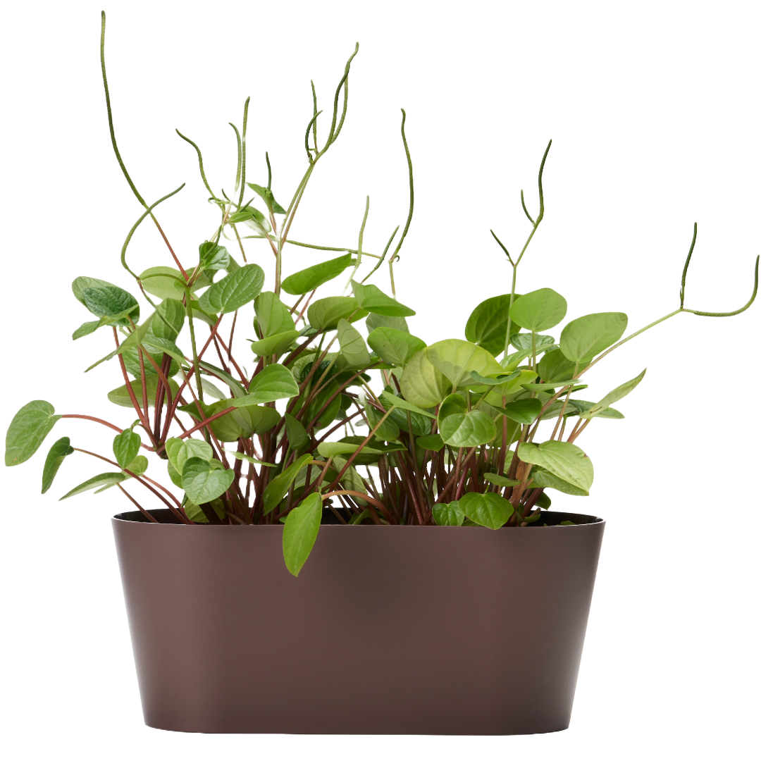 Clivo - Plant Box