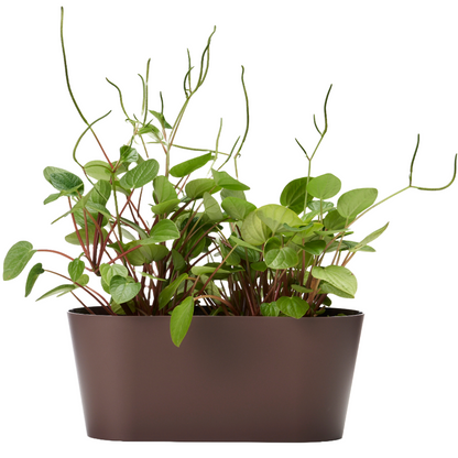 Clivo - Plant Box