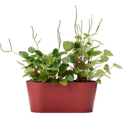 Clivo - Plant Box