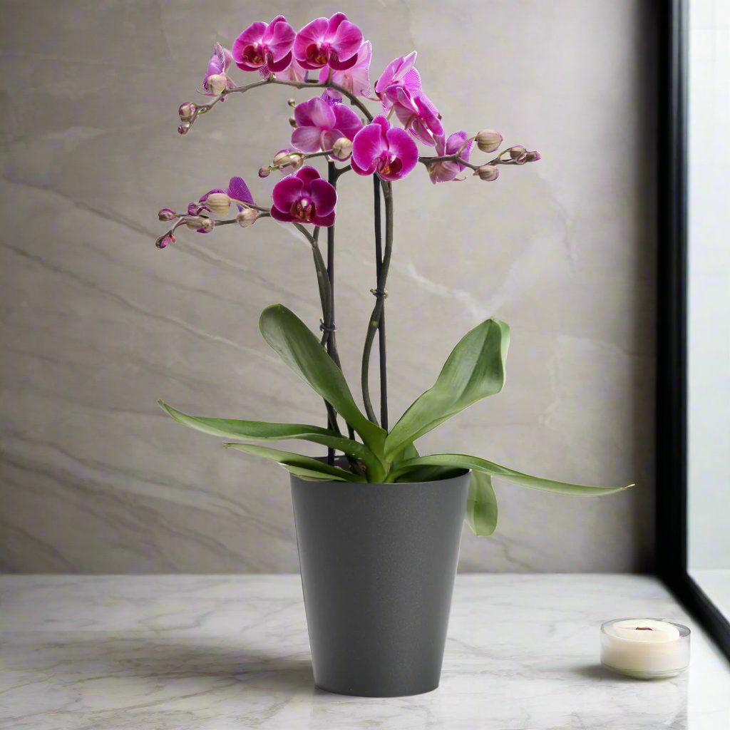 Clivo - Orchid Plant Pot