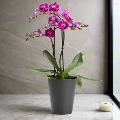 Clivo - Orchid Plant Pot