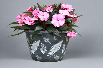 Fern