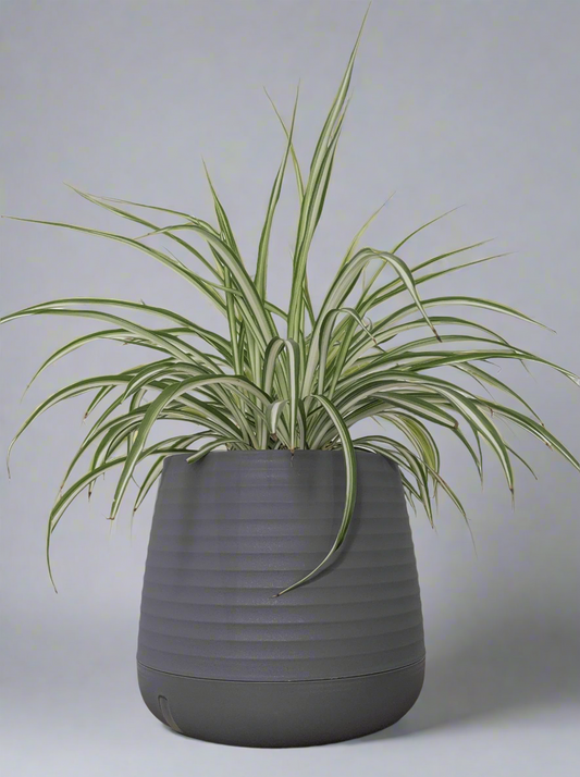Ribbed Planter with Spider Plant
