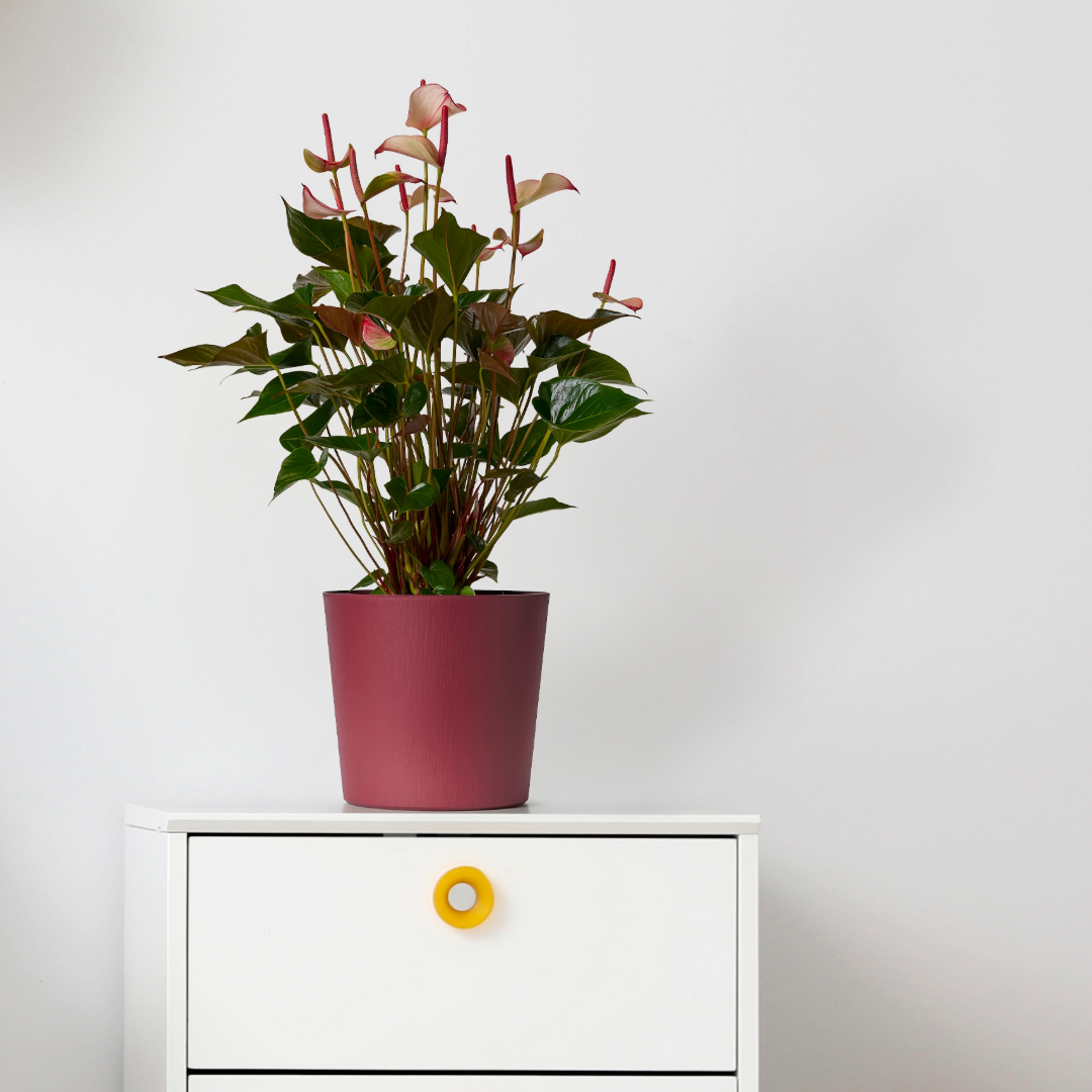 Rok - Plantpot