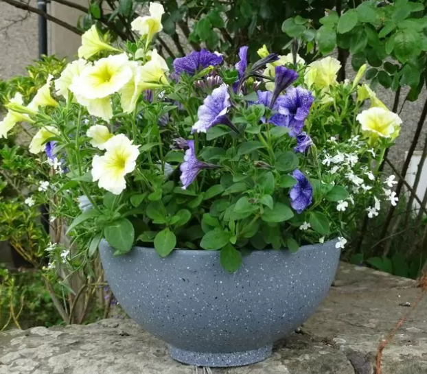 Coastal Bowl