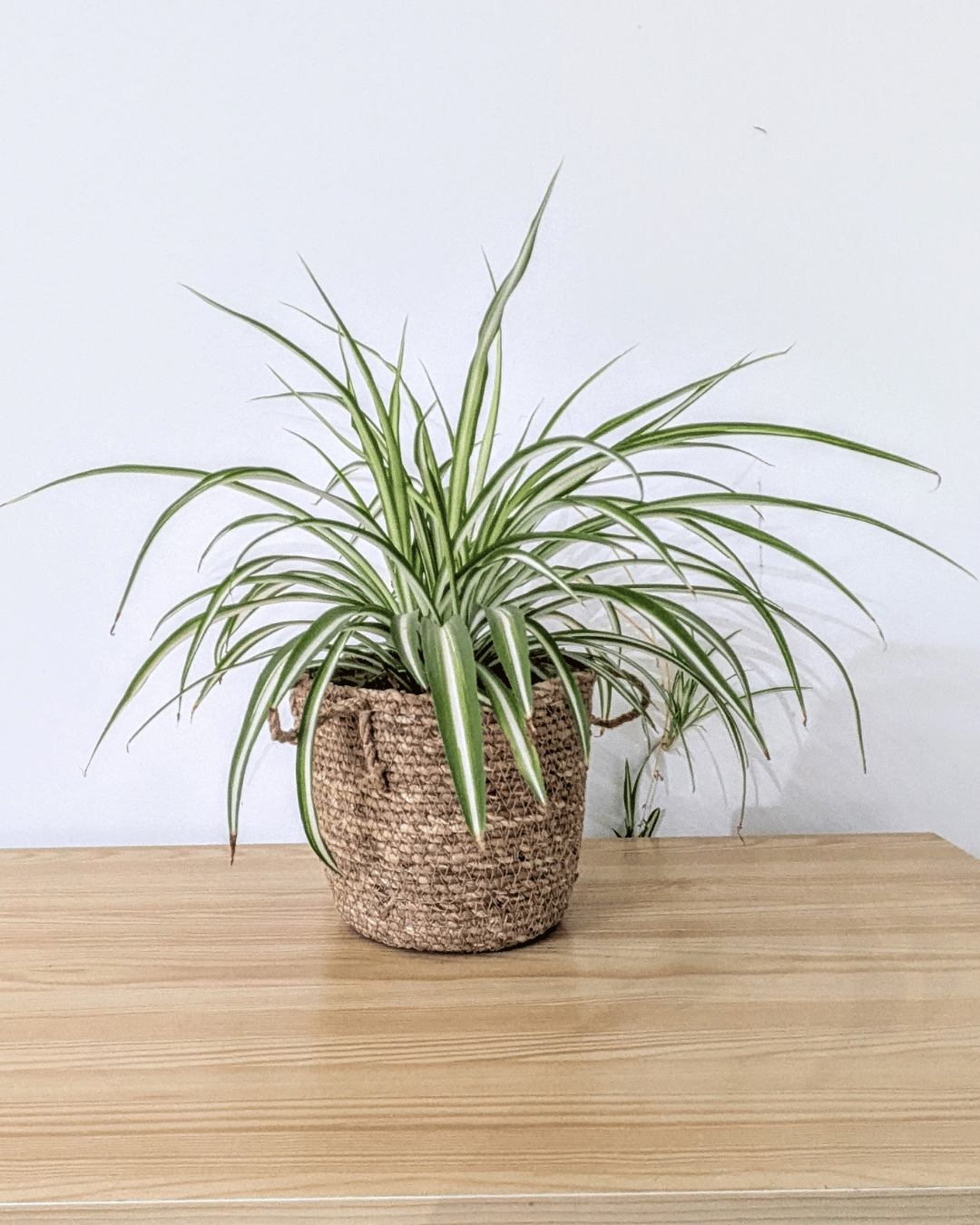 Rattan Weave basket with Spider Plant 
